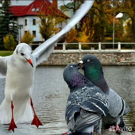 Туры экскурсионные на 7 дней в Калининград
