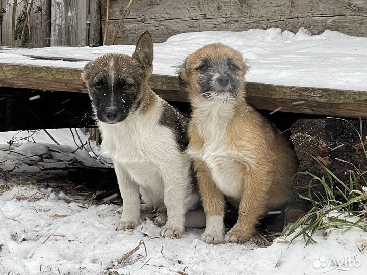 Брошенные Щенята