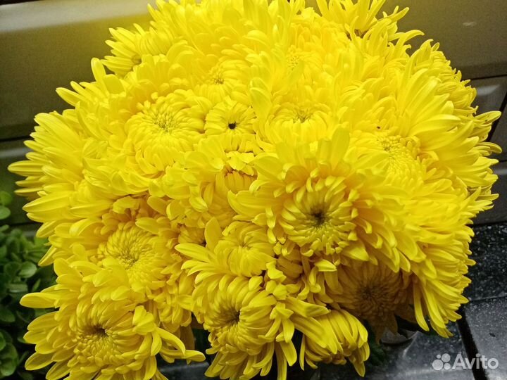 Цветы хризантема