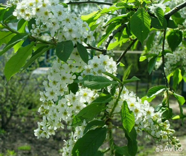 Саженцы черемухи обыкновенной