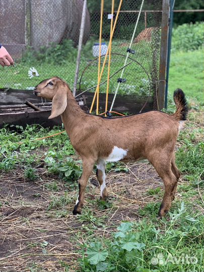 Козочки альпийские англонубийские (козлята )