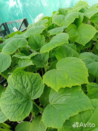 Рассада помидор продажа