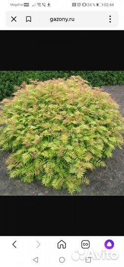 Рябинник рябинолистный