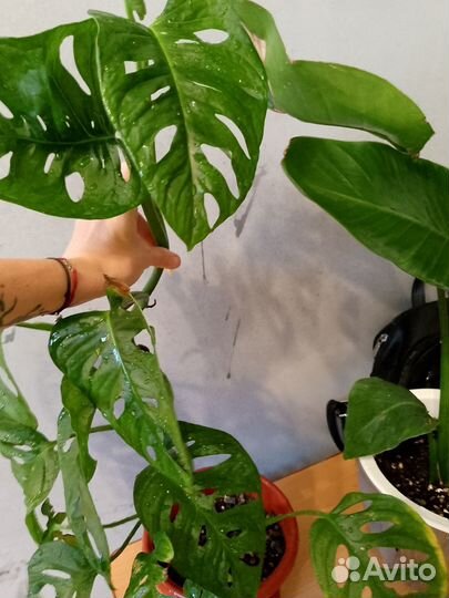 Хойя, стрелиция Николая, монстера манки