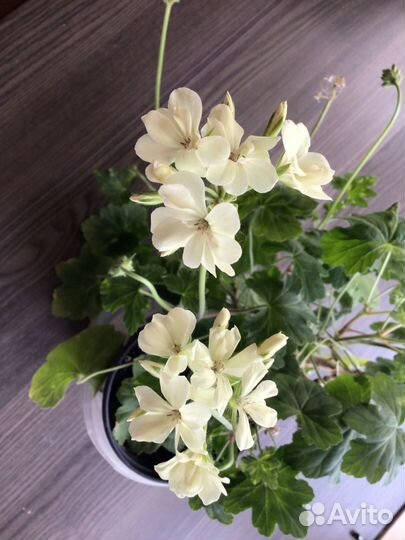 Пеларгония пятнистая Укорененный черенок