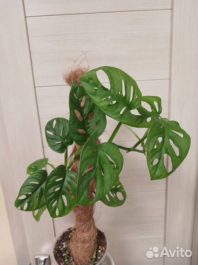 Монстера Манки Маск и камнеломка