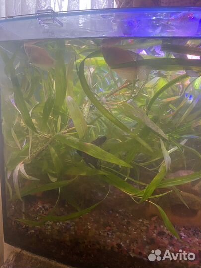 Аквариумные растения