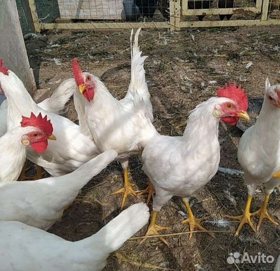 Петухи молодые