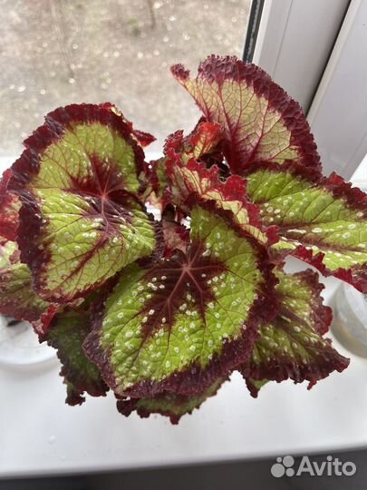 Бегония дс. Весенний сад