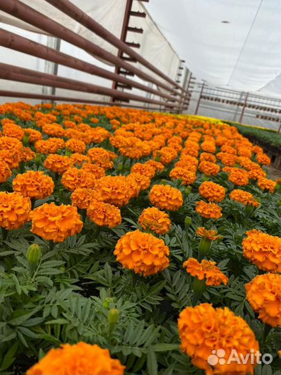 Рассада однолетних цветов оптом