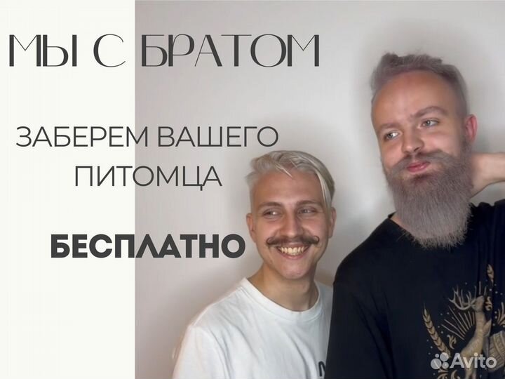 Квартирная передержка с любовью 24/7