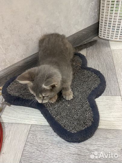 Котенок в добрые руки бесплатно