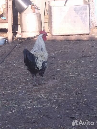 Домашние петушки