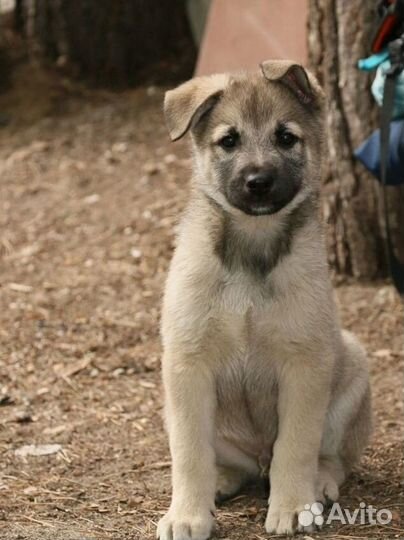 Щенок в добрые руки бесплатно