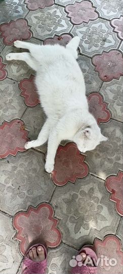 Петы в адопт ми за баксы