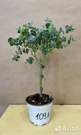 Эвкалипт в горшке комнатное растение