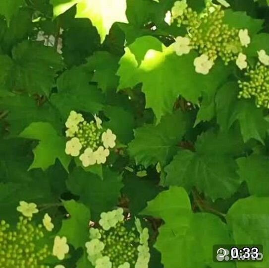 Рябина промежуточная,клён гиннала, калина