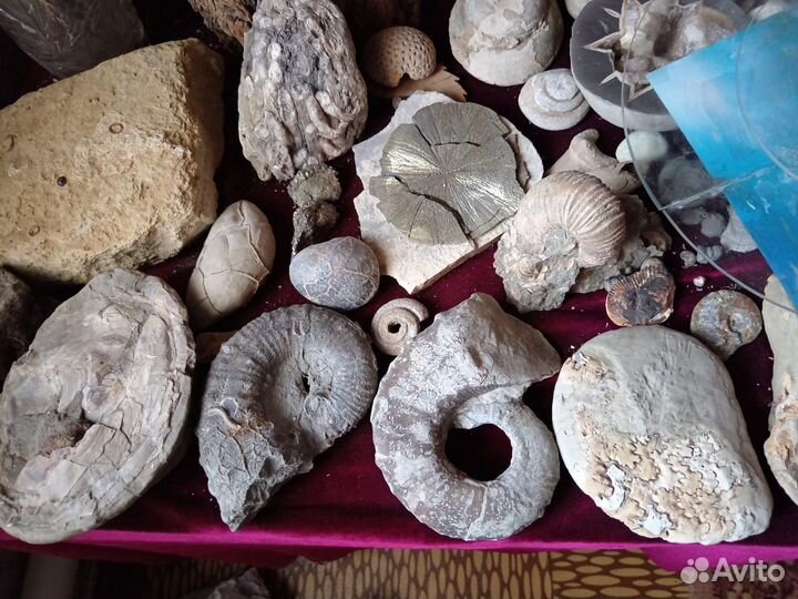 Минералы. Окаменелости. Септарии. Жеоды. Пирит