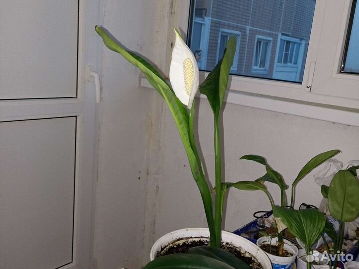 Спатифиллум Сенсация