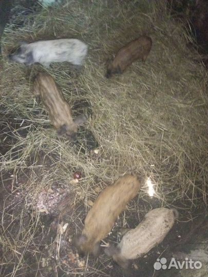 Сало-мясо.Поросята 2-2,5 месяца