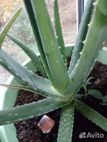 Алоэ Вера взрослые растения