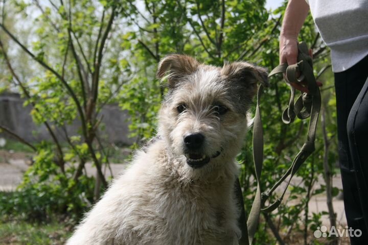 Собака в добрые руки