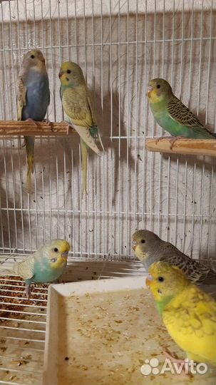 Птенцы волнистый попугай