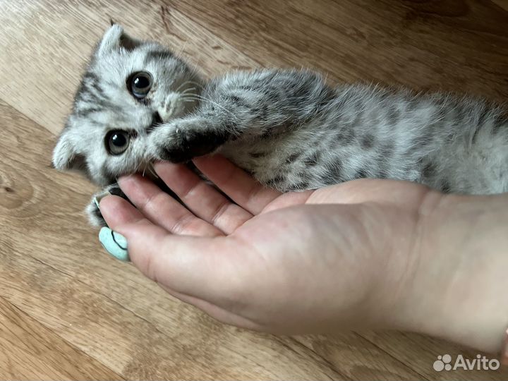 Отдам котенка в добрые руки