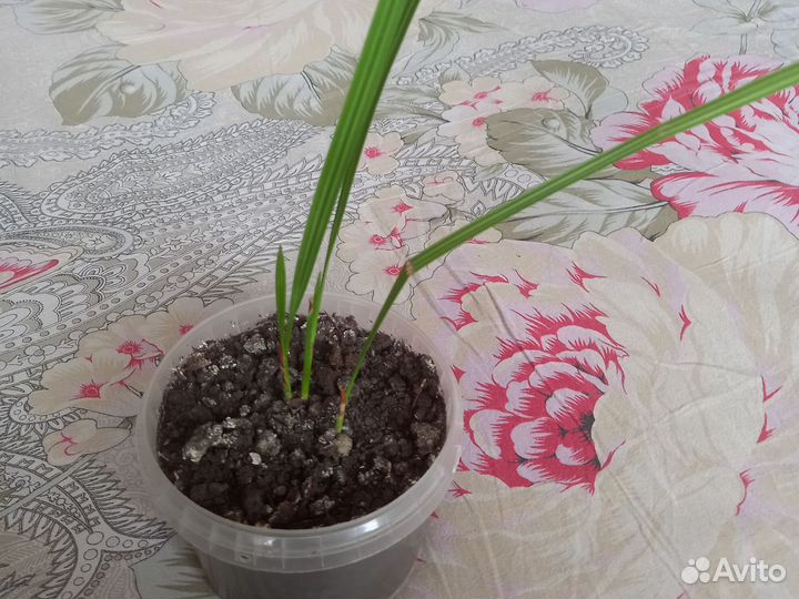 Финиковая пальма