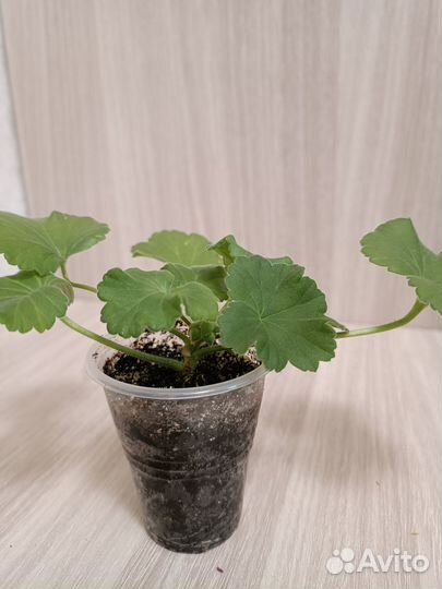 Продам пеларгонию, герань