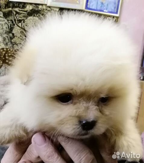 Померанский шпиц мини