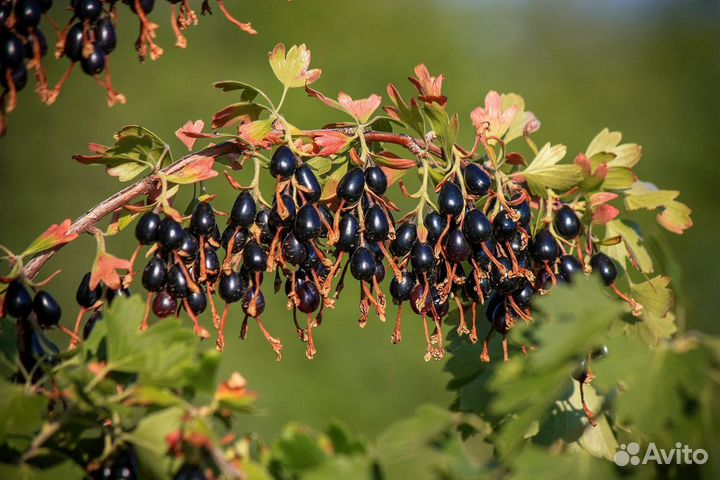 Крымская черная смородина (куст)