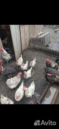 Куры несушки