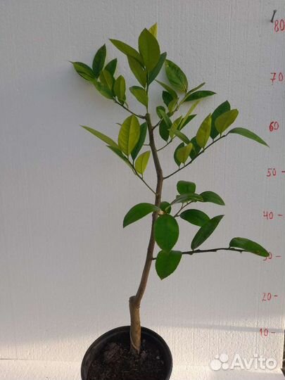 Саженцы лимона Мейера