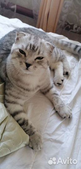 Вязка кот шотландская шиншилла