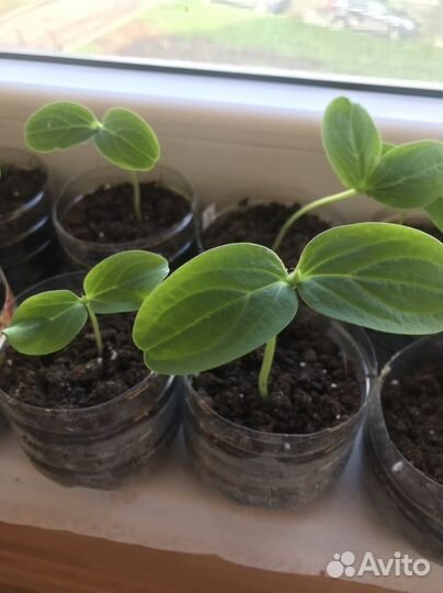 Рассада огурцов и базилика