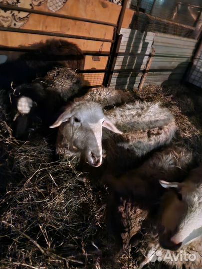 Продам поросят.бычков