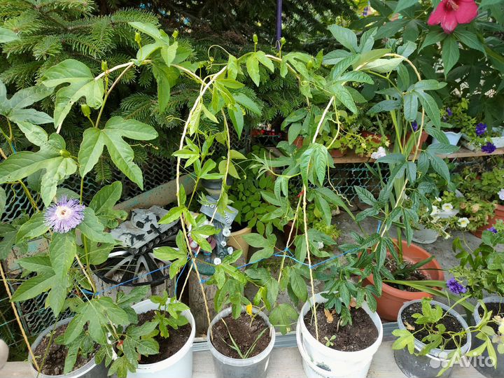 Пассифлора маракуйя