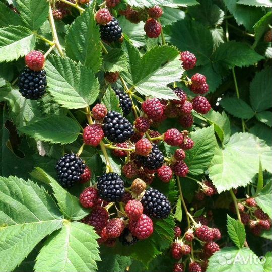 Саженцы ежевики