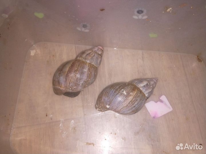 Виноградные улитки