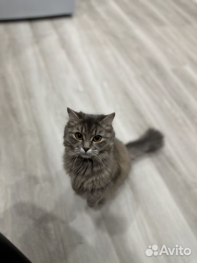 Отдаю бесплатно