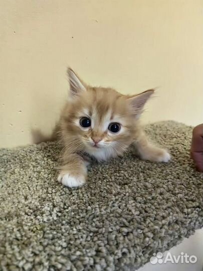 Котенок