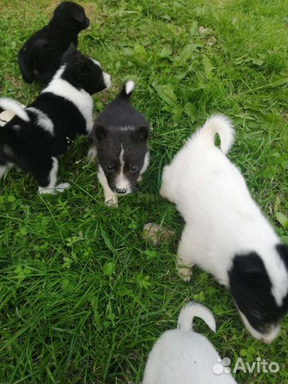 Щенки русско европейской лайки