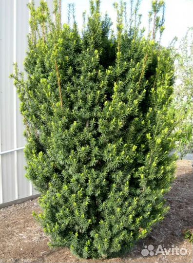 Тис для дачи и дома