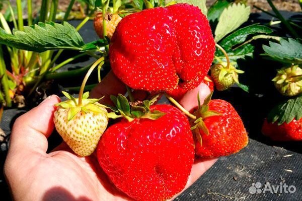 Рассада клубники априка