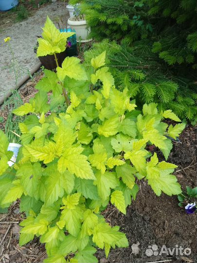 Пузыреплодник калинолистный желтый