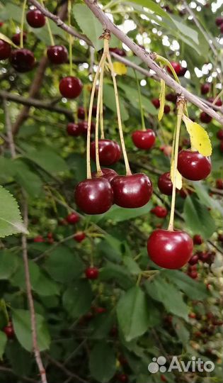 Вишня и малина