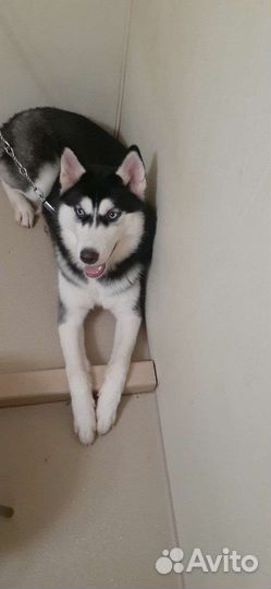 Отдам хаску(девочка) Врангель