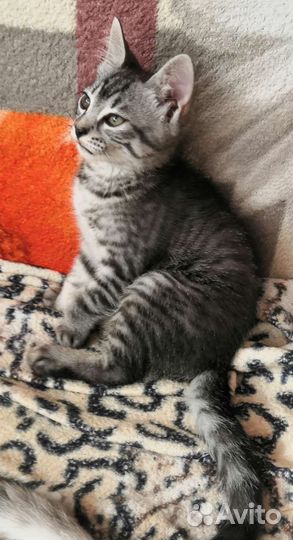 Бенгальские котята