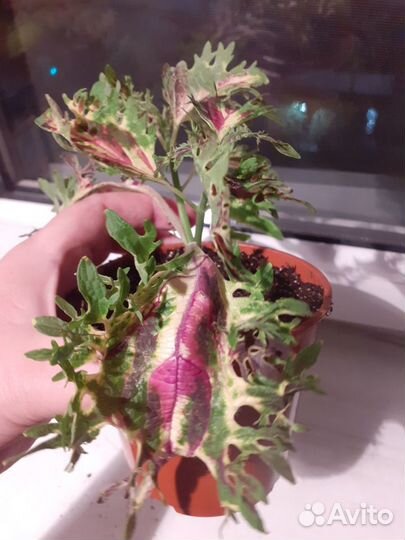 Колеусы вегетативные черенки